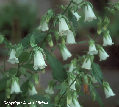  Symphyandra hoffmannii 